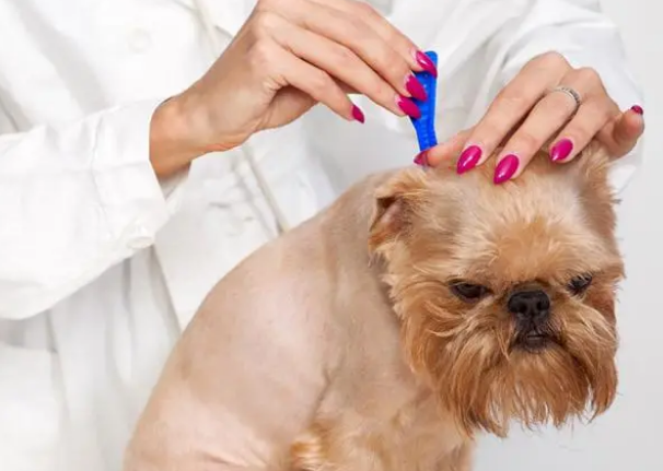 狗狗为什么要驱虫？看完这些你就知道了(图1)