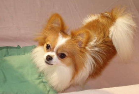 蝴蝶犬的喂养时 那些功课一定得做足(图1)