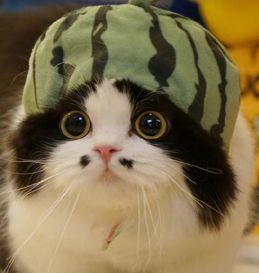 波斯猫会不会中华田园猫|宠物店老板称是蓝眼珠的波斯猫原来是只中华田园猫(图1)