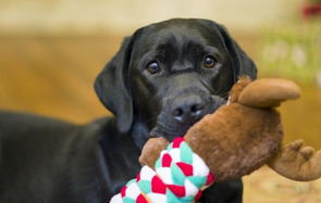 狗狗假孕的原因及症状有哪些地方？来get下吧(图2)