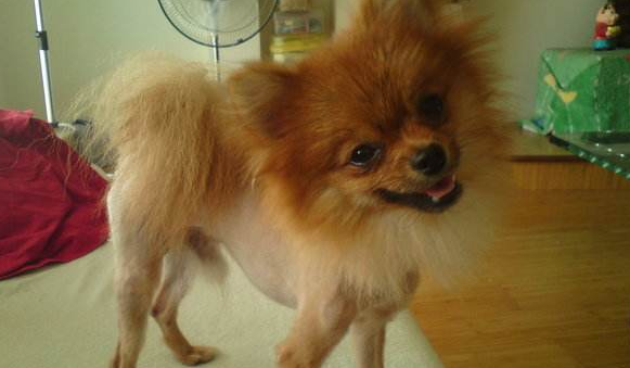 博美掉毛时要最好别修剪毛发 一般都是看具体情况(图1)