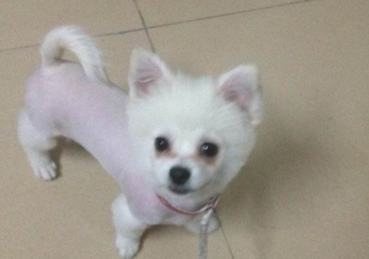 博美掉毛时要最好别修剪毛发 一般都是看具体情况(图2)