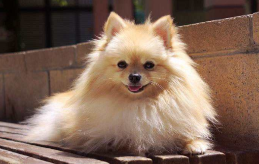 博美掉毛时要最好别修剪毛发 一般都是看具体情况(图3)