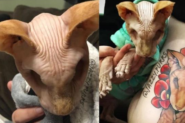无毛猫双眼被挖去剩两个洞 只不过不好看但它的坚强感动网友(图1)