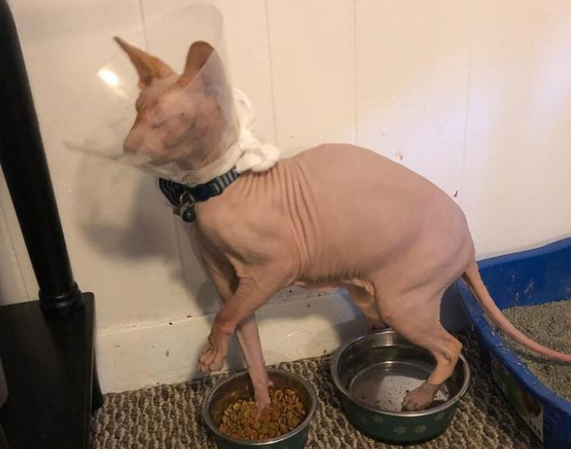 无毛猫双眼被挖去剩两个洞 只不过不好看但它的坚强感动网友(图2)