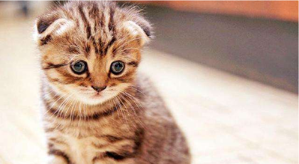 猫咪胡子被剪了会整样(图1)