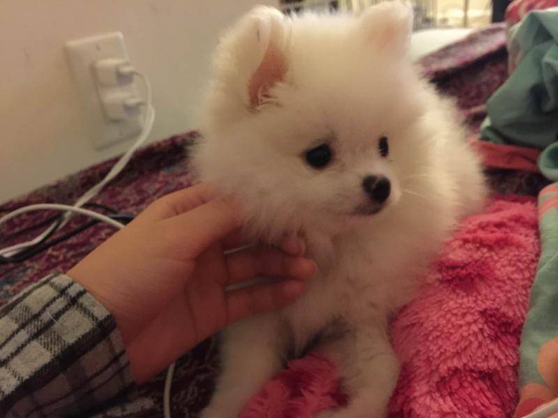 博美不不喜欢主人的表现 有这几点就基本再确认了(图3)