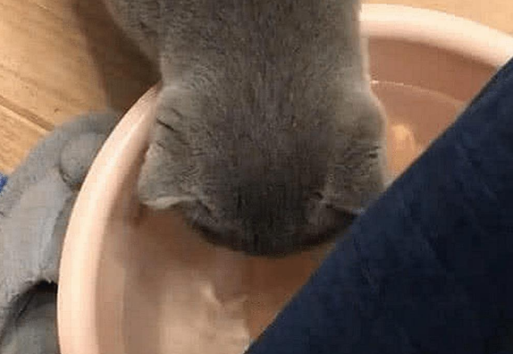 主人一直在坚持泡脚 蓝猫偷喝了一口洗脚水 总觉得味道不对 真接崩溃了(图1)