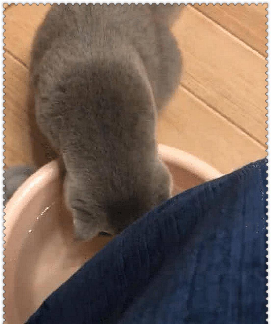 主人一直在坚持泡脚 蓝猫偷喝了一口洗脚水 总觉得味道不对 真接崩溃了(图2)