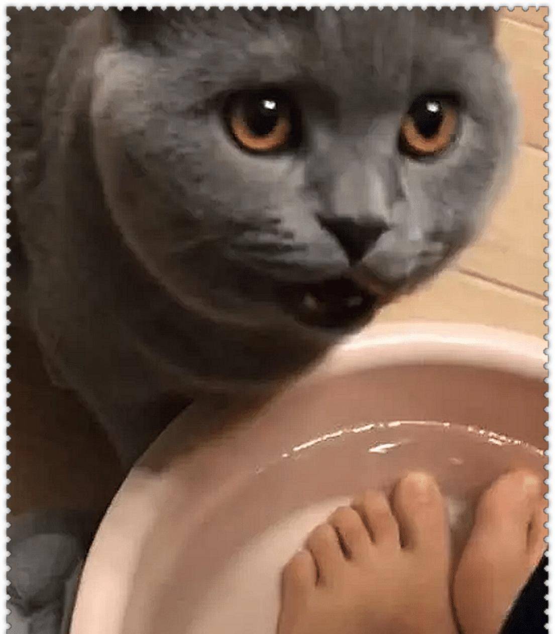 主人一直在坚持泡脚 蓝猫偷喝了一口洗脚水 总觉得味道不对 真接崩溃了(图3)