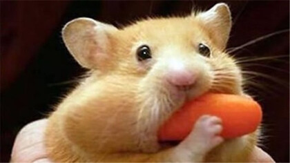 仓鼠宝宝咋养(图1)