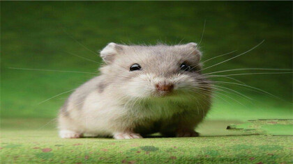 仓鼠也可以吃哈密瓜吗(图1)