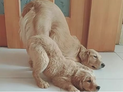 怎地狗狗会翘屁股呢？原先是这样~(图2)