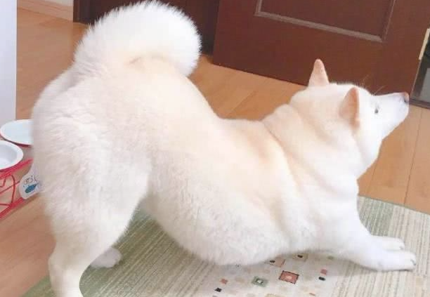 怎地狗狗会翘屁股呢？原先是这样~(图1)