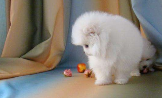 博美狗又拉又吐该怎么办啊？简单就得可以找到原因(图2)