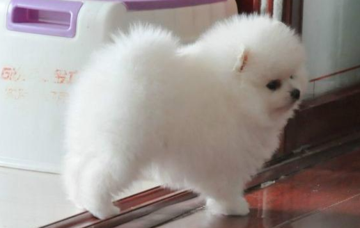 博美狗又拉又吐该怎么办啊？简单就得可以找到原因(图3)