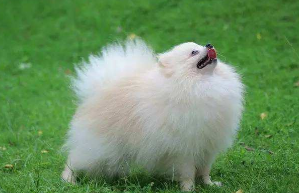 白博美毛怎莫越发黄？真不是一二种原因造成的(图1)