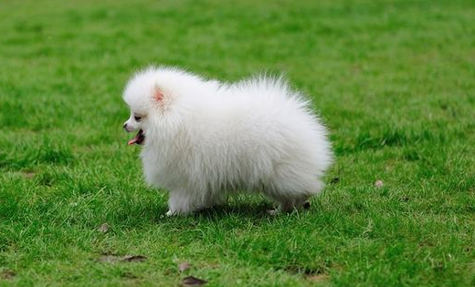 白博美毛怎莫越发黄？真不是一二种原因造成的(图3)