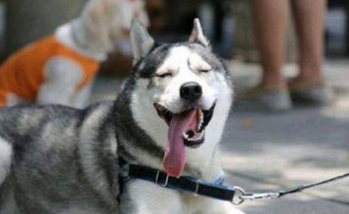 当然养宠物能够减脂瘦身？那么你试再看看养这5种狗 能被摧残瘦的(图1)