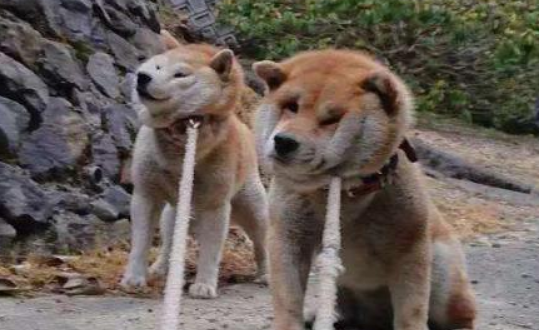 当然养宠物能够减脂瘦身？那么你试再看看养这5种狗 能被摧残瘦的(图2)