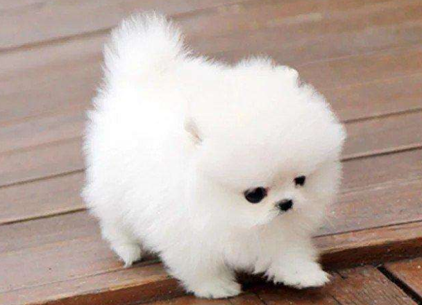 比熊是可以和博美产仔吗？这个通常取决于你主人的意愿(图1)