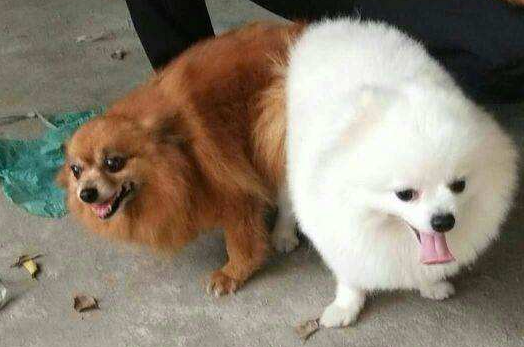 比熊是可以和博美产仔吗？这个通常取决于你主人的意愿(图2)