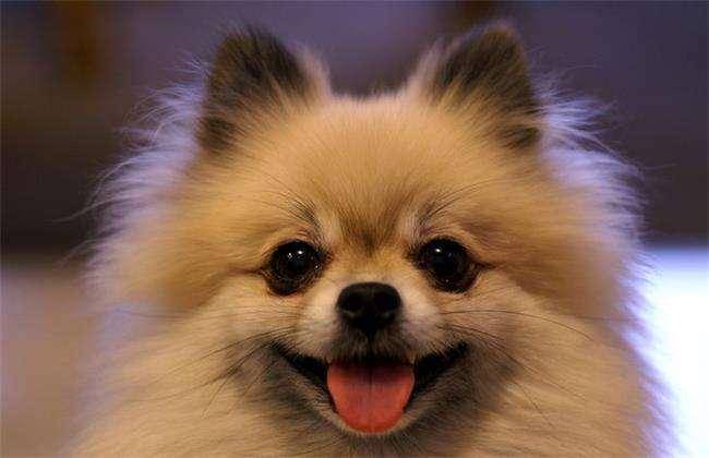 比熊是可以和博美产仔吗？这个通常取决于你主人的意愿(图3)