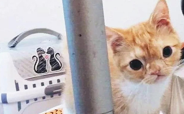阴历10天的猫咪被遗弃 天生面部畸形 好心人抱养后它画风骤变(图1)