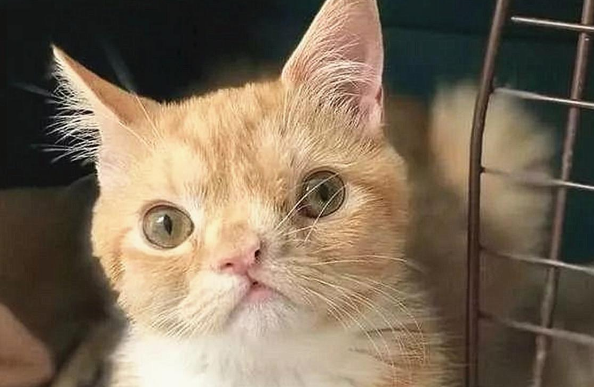 阴历10天的猫咪被遗弃 天生面部畸形 好心人抱养后它画风骤变(图3)