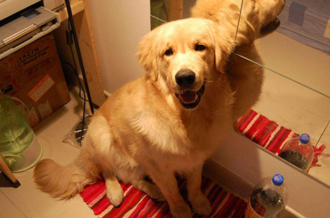 狗打架身负重伤需不要能解决(图1)