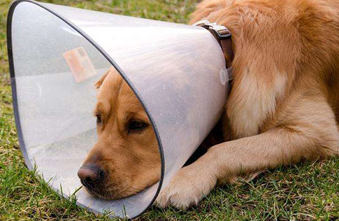 狗打架身负重伤需不要能解决(图2)