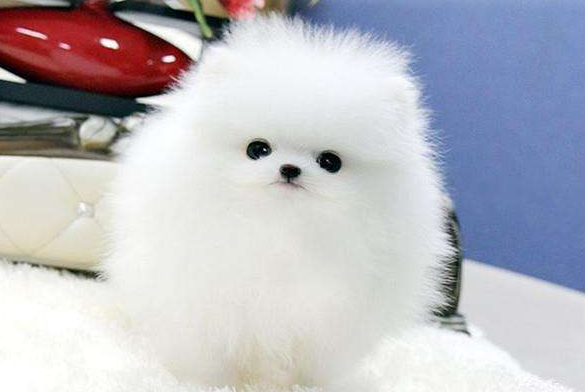 博美爆毛什么意思 字面出来理解是这样的(图2)