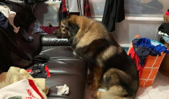 高加索汪帮小猫理毛阿母：每只都跟被雨淋一样的!(图2)