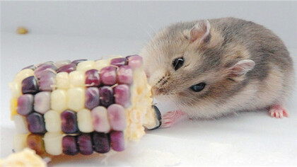 仓鼠近亲能快速繁殖吗(图1)