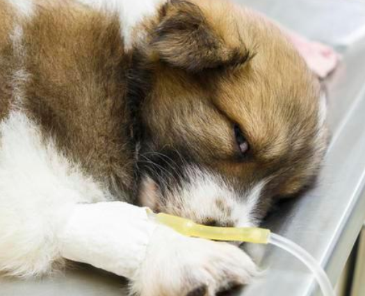 狗狗临终前的五个预兆 你清楚吗？(图2)