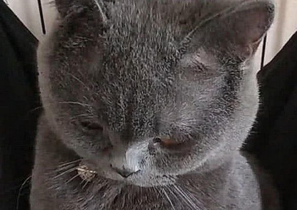 女主骗蓝猫绝育 回去后拉起它的手道歉吧 可是猫咪直接瞬间泪目了(图1)