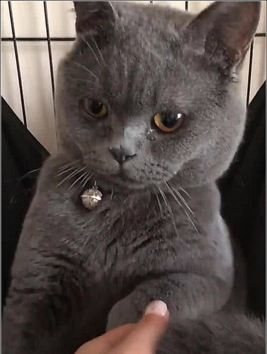 女主骗蓝猫绝育 回去后拉起它的手道歉吧 可是猫咪直接瞬间泪目了(图2)