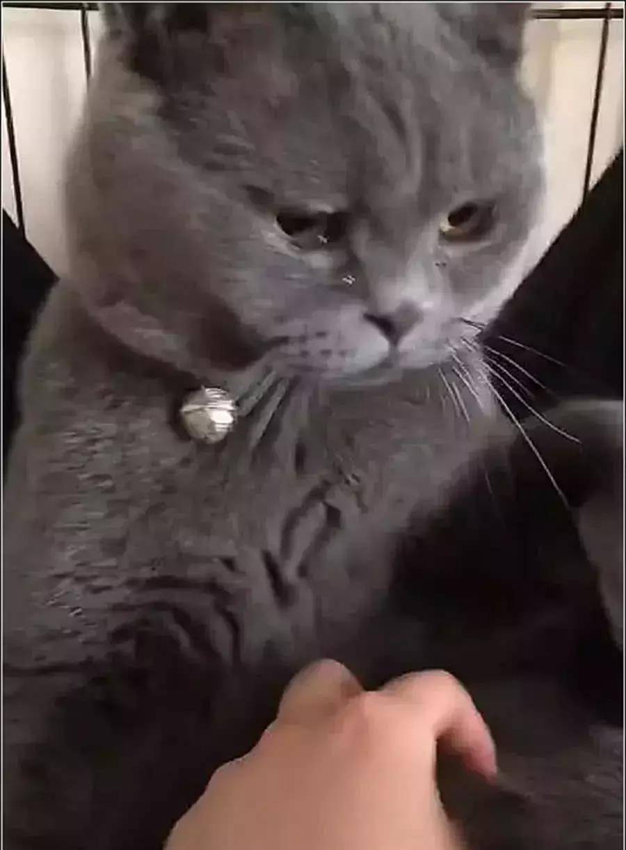 女主骗蓝猫绝育 回去后拉起它的手道歉吧 可是猫咪直接瞬间泪目了(图3)