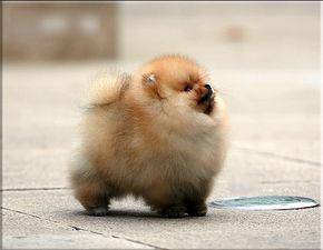 博美打呼噜都正常吗？一般不是不太正常吗的(图1)