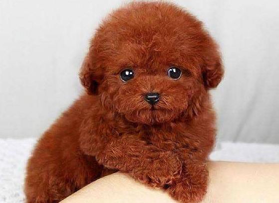 泰迪有几种颜色 较常见的不比较普遍都在这了(图1)