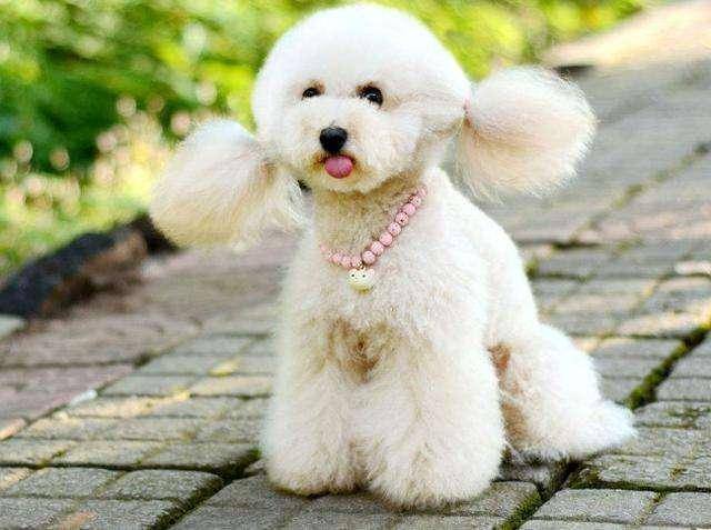 泰迪有几种颜色 较常见的不比较普遍都在这了(图2)