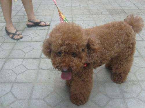 泰迪有几种颜色 较常见的不比较普遍都在这了(图3)