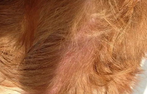 狗狗脂溢性皮炎的症状是什么？怎摸治疗？(图2)