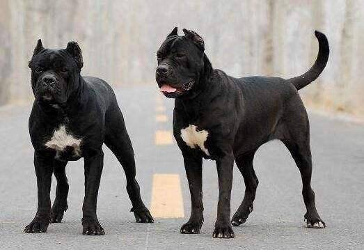 卡斯罗和杜高那个厉害 那你从这几个方面来对比(图1)