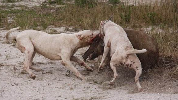卡斯罗和杜高那个厉害 那你从这几个方面来对比(图2)