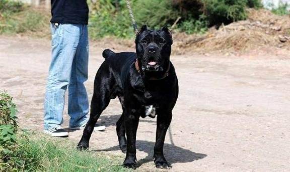 卡斯罗和杜高那个厉害 那你从这几个方面来对比(图3)