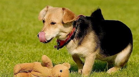 狗狗免疫方式有都有什么？来了解下吧(图1)