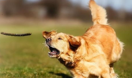 狗狗免疫方式有都有什么？来了解下吧(图2)