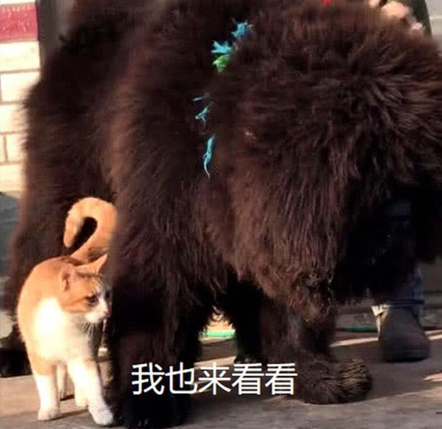 正围观藏獒 一只橘猫忽然间穿过 在下一秒大家全笑疯了(图1)