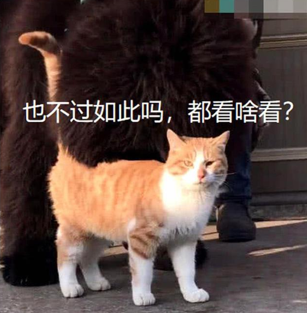 正围观藏獒 一只橘猫忽然间穿过 在下一秒大家全笑疯了(图2)